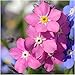 500 Seeds, Forget-Me-Not "Rose" (Myosotis alpestris) Seeds by Seed Needs