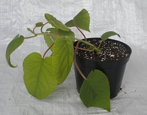 Kiwi Fruit, Chinese Gooseberry, Actinidia chinensis in 1/2 Litre Pots