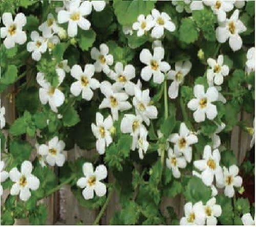 Il Vous Suffit De Graines De Fleurs Bacopa Snowtopia 20 Graines En Granul S Gros Lot Amazon Fr Jardin