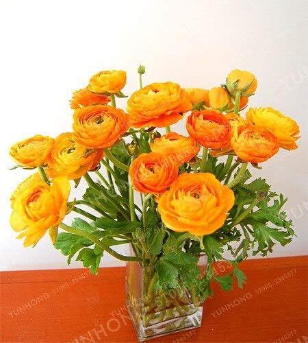 2 Rari Semi Di Ranuncolo Asiatico Giallo Diy Piante Fai Da Te Facili Da Coltivare Piante Da Giardino Da Giardino Giardino Domestico Simboleggia L Amore 100 Pezzi Amazon It Giardino E Giardinaggio
