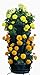 Mr. Stacky 1305-HG 5-Tier Stackable Strawberry, Herb, Flower, Vegetable Planter – Vertical Gardening Indoor/Outdoor Stacking Garden Potsthumb 1