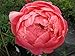 Pre-Order: September Delivery - Coral Charm Peony - Semi Double Coral Peony