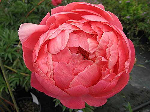 Pre-Order: September Delivery - Coral Charm Peony - Semi Double Coral Peony