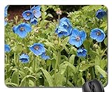 Mouse Pad - Poppy Blue Poppies Meconopsis Himalayan
