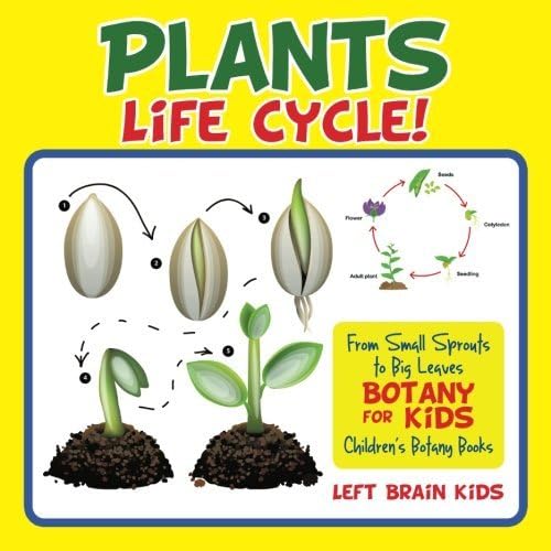 A Plant's Life Cycle! From Small Sprouts to Big Leaves - Botany for Kids - Children's Botany Books
