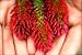 Crimson Clover Seed: (NON-GMO) Coated & Inoculated - 1 Lb.