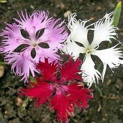200 Seeds - Dianthus Superbus Hybrids Mix Flower Seeds (Dianthus Superbus)