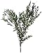 SuperMoss (10001) Dried Flowers, 3.5 oz., Parvifolia, Green