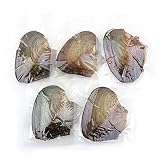 Nameo Wholesale 10pcs Akoya Oysters with Cultured Oval Pearls Inside Birthday Gifts (7.5-8mm)