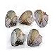 Nameo Wholesale 10pcs Akoya Oysters with Cultured Oval Pearls Inside Birthday Gifts (7.5-8mm)