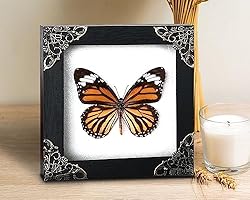 Real Framed Butterfly Frame Moth Dead Insect Dried