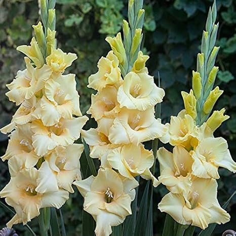 Amazon 国華園 春植え球根 バンビーノグラジオラス サン 7球 発送が株式会社 国華園からの場合のみ正規品です Diy 工具 ガーデン