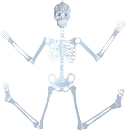 Amazon Com Cinhent Toys Newly 35cm Luminous Skull Skeleton Body
