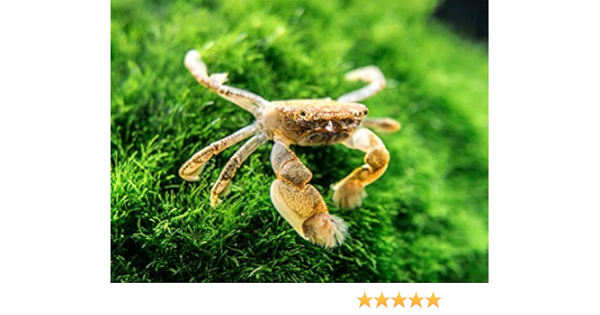 3 Live Pom Pom Crabs Ptychognathus Barbatus 5 1 Inch Young Adult Freshwater Crabs Fully Aquatic Crayfish Alternative By Aquatic Arts Amazon Ca Pet Supplies