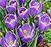 12 Purple Crocus - Large Spring Blooming- Crocus "Remembrance"