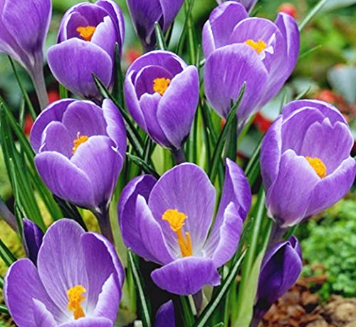 12 Purple Crocus - Large Spring Blooming- Crocus 
