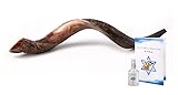 Yemenite Kudu Horn Shofar Shofars with Free Anti