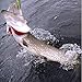Kraken 3 Whopper-Plopper Topwater Bass Fishing Lures! 3.5in Bait Floating Rotating Tail Frog Poppers Lure for Bass Pike