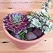Premium Kit for Small Terrarium (Succulent, Cactus, and Fairy Garden)