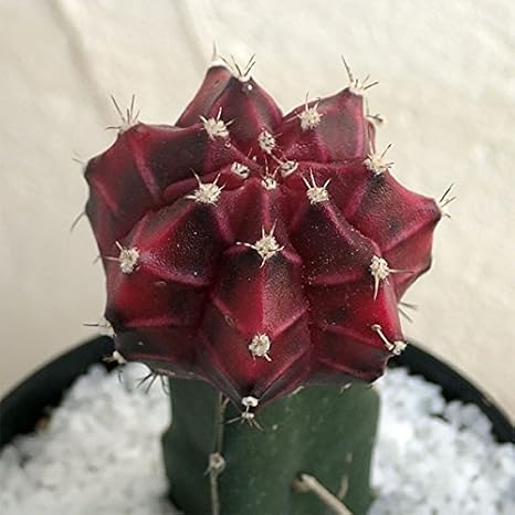 Amazon Co Jp サボテン緋牡丹錦 ヒボタンニシキ 3号鉢植え ノーブランド品 Diy 工具 ガーデン