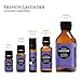 Edens Garden Lavender- French Essential Oil- 100% Pure Premium Grade, Undiluted, Natural, Therapeutic, Aromatherapy, The Best for Diffuser, Face, Laundry, Kid Safe 10 ml (.33 fl oz)
