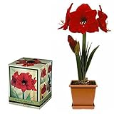 Red Lion Amaryllis Growing Kit - Great Gift! - Bulb/Pot/Soil