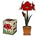 Red Lion Amaryllis Growing Kit - Great Gift! - Bulb/Pot/Soil