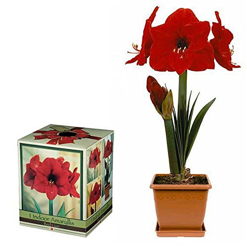 Red Lion Amaryllis Growing Kit - Great Gift! - Bulb/Pot/Soil Red Lion Amaryllis Growing Kit - Great Gift! - Bulb/Pot/Soil
