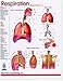 Respiration, Double-sided Chart of the Lungs and Larynx, Speech Language Pathology, Card, SLP