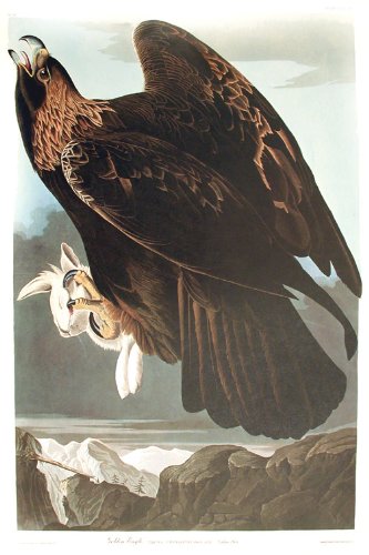 Amazoncom Golden Eagle Birds Of America Amsterdam