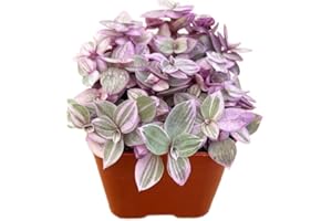 Succulents Plants Live 2" Callisia Repens Pink Lady, Live Mini Succulent Plants, Easy Care House Plants Rooted in Succulent Soil Mix, by The Succulent Cult
