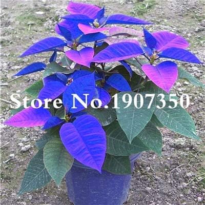 Petsdelite Poinsettia Flower Seeds Bonsai, 100 Pcs Color 2