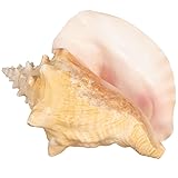 Conch Shell | 1 Large Conch Sea Shell 6-8" | Plus