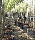 (6) Superoots Air-Pot 2 Gal Equivalent Garden Propagation Pot Planter Containers