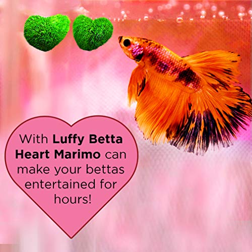 SunGrow 2 Betta Heart Marimos - Beautiful & Rare Aquatic Plants - Pair of 0.6" Heart-Shaped Moss Balls - Low Maintenance Good Luck Charms for Betta Fish Tanks - Creative Addition to DIY Home Decor