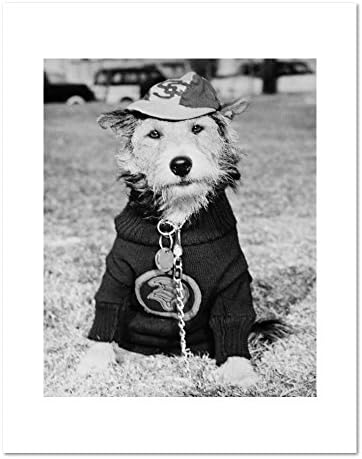 1000Museums University of Southern California Mascot, George Tirebiter II by Unknown, 1950. Art Print