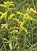 Early Goldenrod (Solidago juncea), 380 Certified Pure Live Seed, True Native Seed
