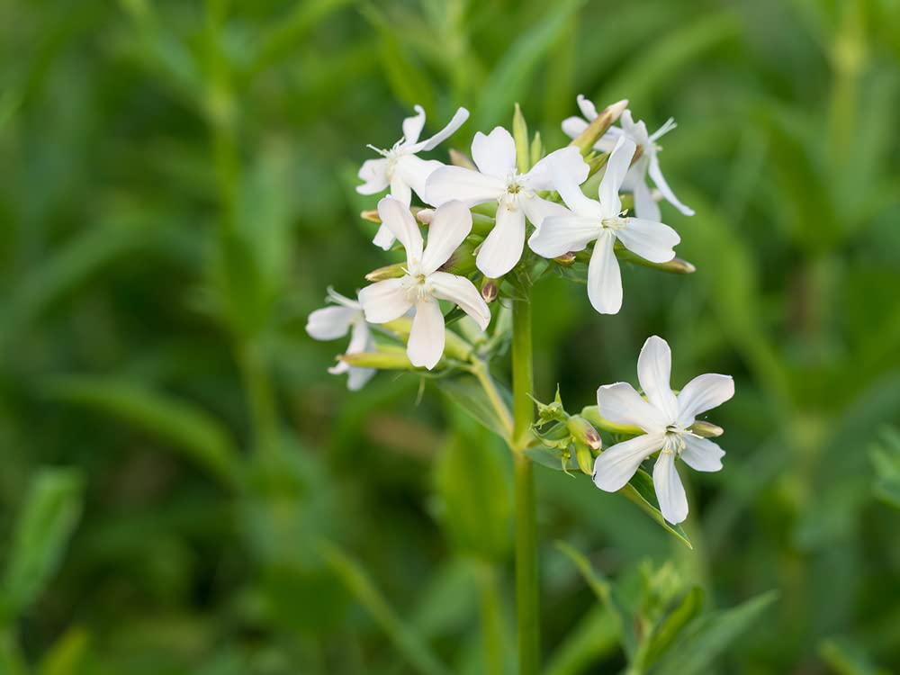 Silene noctiflora - Night Flowering Catchfly SEEDS 300+ - Fragrant native wild Flower