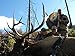 Montana Decoy Elk Rump Hunting Decoy
