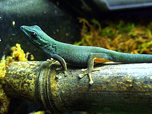 Josh's Frogs Bamboo Tube (2 ft.) - Thumbnail 2