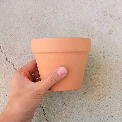 Thimble Cactus Mammillaria Cactus Gracilis Fragilis Succulent (4'' + Clay Pot) - Thumbnail 5