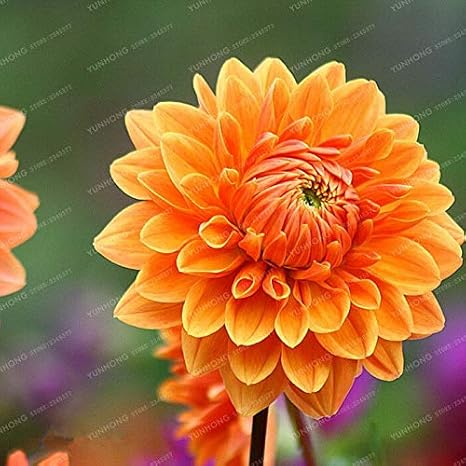 Amazon Co Jp 発芽seeds 2球根 ダリア球根 ダリアの花は 勇気とラッキー オレンジダリアの花を象徴します ホーム キッチン