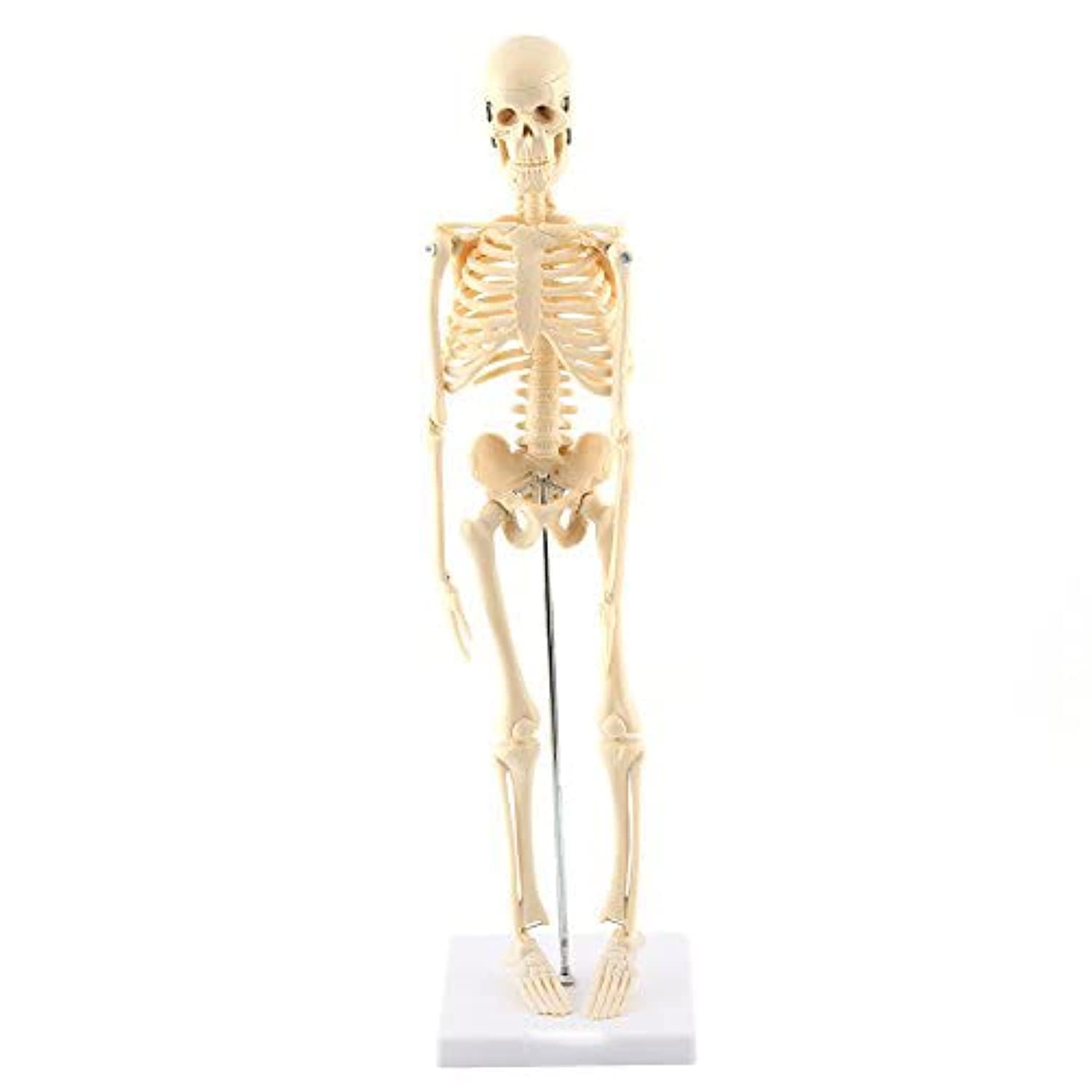 GAESHOW Mini Human Skeleton Model for Anatomy, Medical Anatomical Human Body Skeleton, 17.7'' Full Body Humans Skeletons Model with Movable Arms Legs on Plastic Base