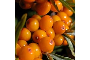 Sea Buckthorn Hippophae Rhamnoides (25-100) Seeds:Seeds: in Package Only Seeds