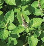 David's Garden Seeds Herb Basil Tulsi Holy D71104A (Green) 500 Open Pollinated Seeds
