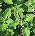 Herb Basil Tulsi Holy D71104A (Green) 200 Organic Seeds by David's Garden Seeds