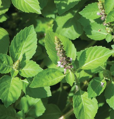 David s garden seeds herb basil tulsi holy os71104a (gr…