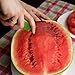 Watermelon Slicer and Server - Premium Quality Watermelon Cutter or Cantaloupe Cutter with Stainless Steel Blades and Safe Silicone Grip - Easy Slicing, Lifting and Serving - Ideal Gift As Seen on TV