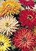 David's Garden Seeds Flower Zinnia Cactus Flowered Mix D3651 (Multi Color) 500 Open Pollinated Seeds