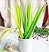 BUOP Extra Fine Black Gel Ink Pen, Forest Green Grass Leaf Novelty Design Grass Pen, Grass Blade, Grass Leaf Shaped Rollerball Pens, Creative Stationery Gift, Dozen (12) Box
